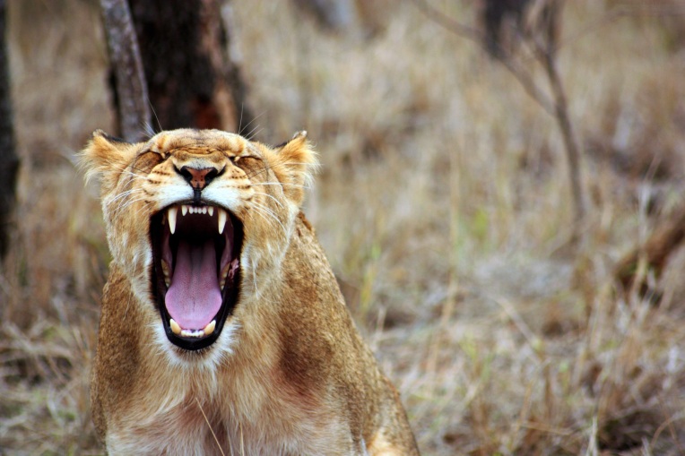 lioness with open mouth showing teeth