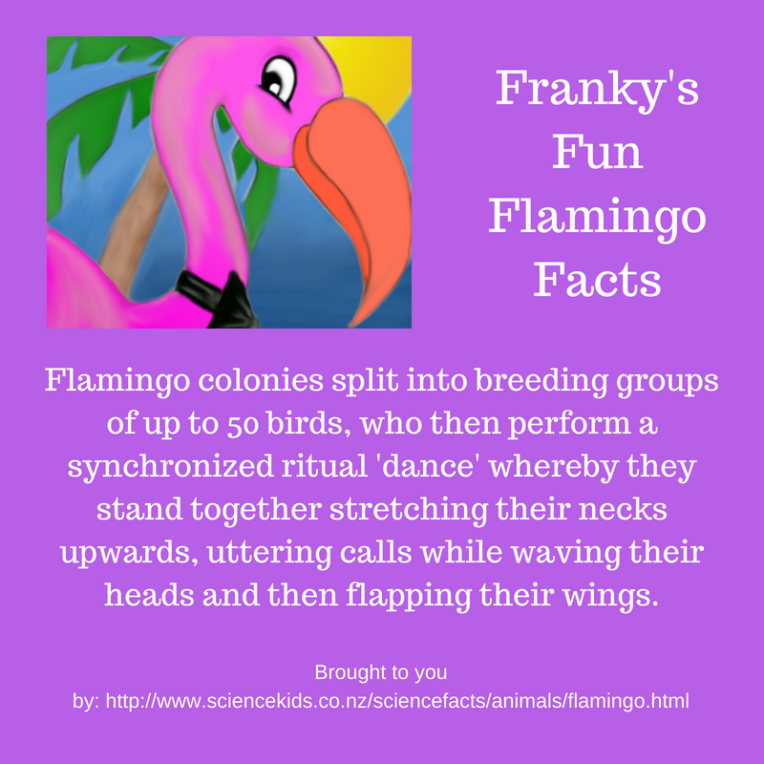 Franky the Flamingo pictures on a bright purple background